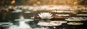 Eine weiße Lotusblume, die auf einem ruhigen Teich mit Seerosenblättern schwimmt und in sanftes Sonnenlicht getaucht ist.