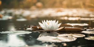 Eine weiße Lotusblume, die auf einem ruhigen Teich mit Seerosenblättern schwimmt und in sanftes Sonnenlicht getaucht ist.